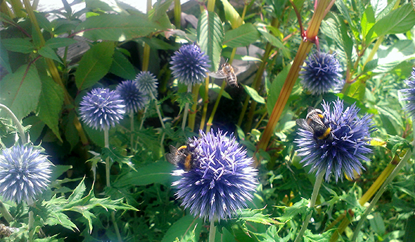 Distel.jpg